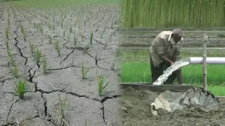 বৃষ্টি না হওয়ায় বাড়ছে সেচ খরচ, শঙ্কায় কৃষক