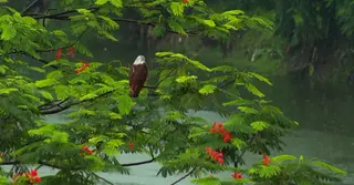 তপ্ত নগরীতে বৃষ্টির ধারা: আষাঢ়ের হাত ধরে ফিরলো সজীবতা