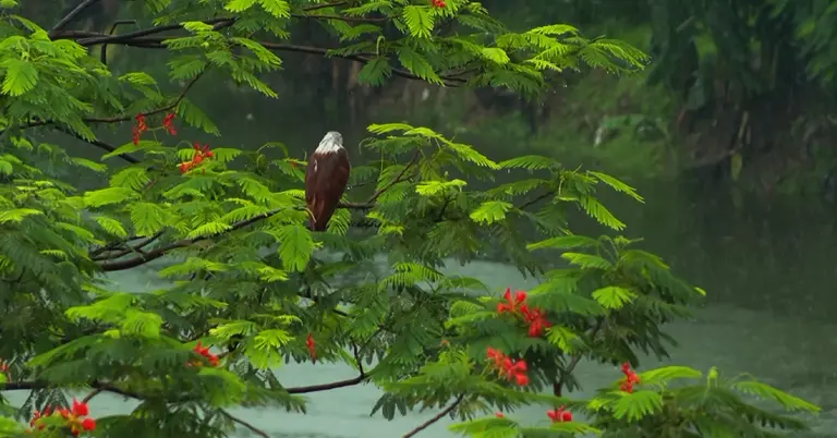 আষাঢ়ের বৃষ্টি