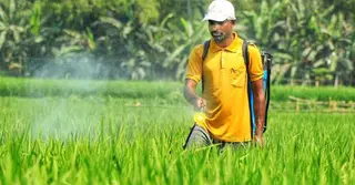 রাজশাহীর বরেন্দ্র অঞ্চলে ৬৮ শতাংশ মানুষ বালাইনাশকের ক্ষতির শিকার