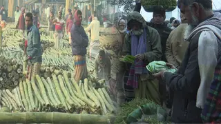 রাজশাহীতে বাঁশের বাজারমূল্য আড়াই'শ কোটি টাকা