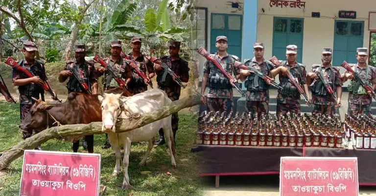 জব্দকৃত গরু ও ভারতীয় মদ