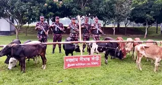 কুলাউড়া সীমান্তে ১৩ ভারতীয় গরু জব্দ করলো বিজিবি