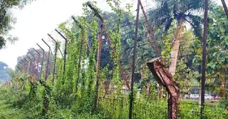 ব্রাহ্মণবাড়িয়ায় বিএসএফের গুলিতে দুই বাংলাদেশি আহত