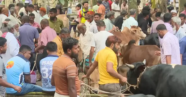 গরুর হাট
