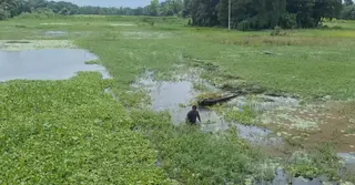জলাবদ্ধতা: চাঁদপুরে তিন ফসলি জমি পরিণত হয়েছে এক ফসলিতে