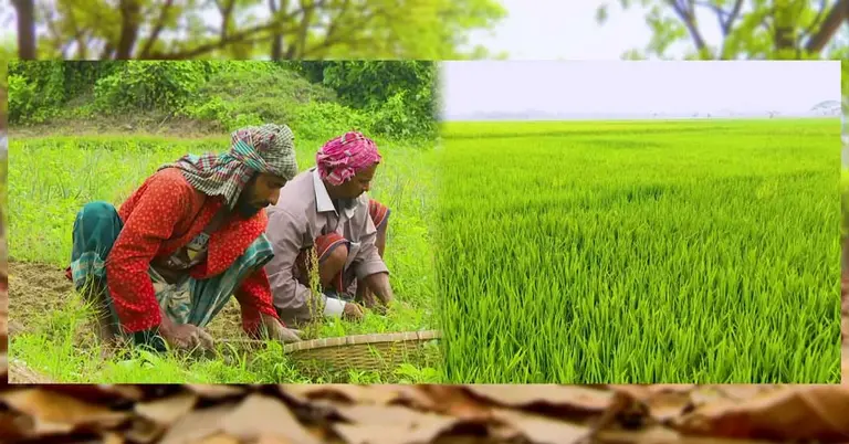 খরিপ মৌসুমের প্রস্তুতি নিচ্ছেন কৃষকরা