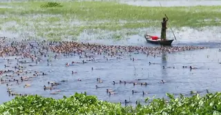 চলনবিলে সম্ভাবনার হাঁস খামার: বছরে উৎপাদন শত শত কোটি টাকার