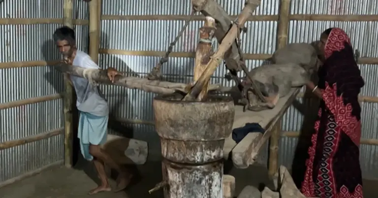 ঘানি টানছেন দম্পতি