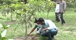 সবুজ বনায়নে নগদ অর্থ প্রণোদনা দিচ্ছে বাংলাদেশ বন্ধু ফাউন্ডেশন