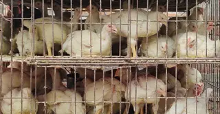 রাজধানীতে কেজিতে ১০ টাকা বাড়লো ফার্মের মুরগির দাম