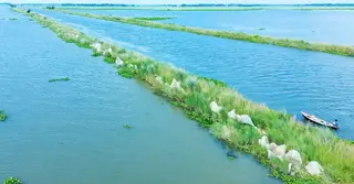 চলনবিলের প্রাকৃতিক ভারসাম্য হুমকিতে, বর্ষার পানি ছাড়া বিল শুষ্ক