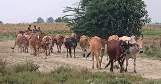 ঈদুল আজহায় পশু বিক্রিতে লাভের আশায় ফরিদপুরের চরবাসী