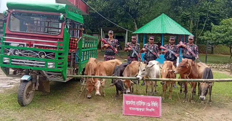 ভারতীয় গরু জব্দ