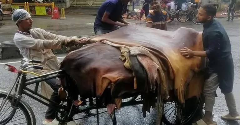চামড়া সংগ্রহ করছেন মৌসুমি ব্যবসায়ীরা