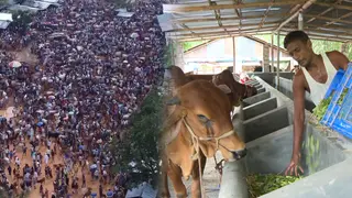 চলমান পরিস্থিতিতে রাজশাহীতে কমেছে গরু-মহিষের দাম