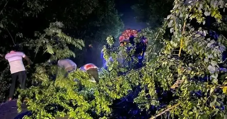 সড়কে গাছ ফেলে ডাকাতির চেষ্টা