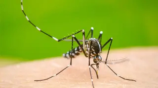 অক্টোবরেও হাসপাতালে ডেঙ্গু আক্রান্ত রোগীর চাপ কমেনি