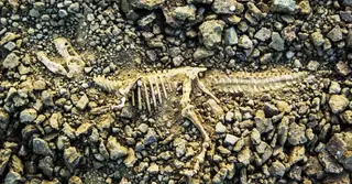 প্রাচীন ডাইনোসরের কঙ্কাল আবিষ্কারের দাবি আর্জেন্টাইন জীবাশ্মবিদদের