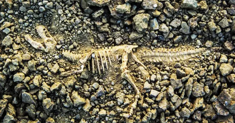 প্রাচীন ডাইনোসরের কঙ্কাল