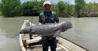 বরগুনার পায়রা নদীতে ভেসে উঠলো মৃত ডলফিন