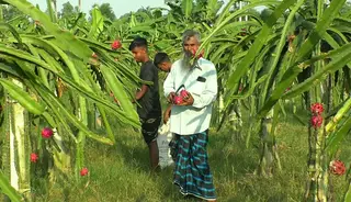 টাঙ্গাইলে বছরে ৪০ কোটি টাকার ড্রাগন ব্যবসা