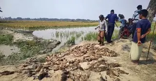 দুর্বৃত্তের বিষে মারা গেল ১২০০ হাঁস
