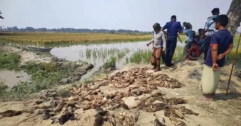 কৃষক সন্তোষ মিয়ার খামারে বিষ প্রয়োগে হাঁসের মৃত্যু