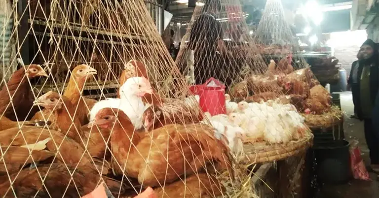 হাঁস মুরগির বাজার