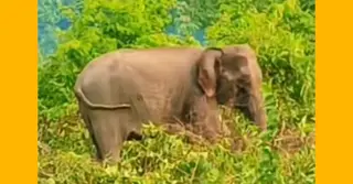 মাইন বিস্ফোরণে আহত হাতির আক্রমণে দুই চিকিৎসকসহ আহত ৩