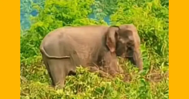 মাইন বিস্ফোরণে আহত হাতি