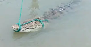 ফরিদপুরে মাছ ধরার জালে আটকা কুমির
