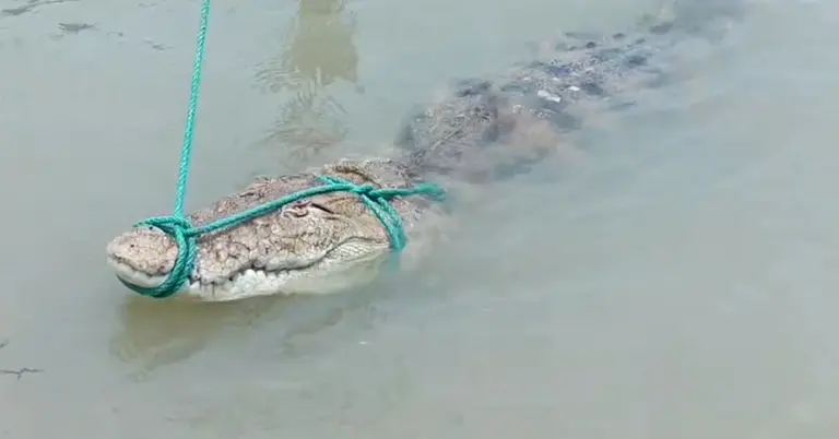 জালে আটকা কুমির