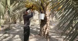 পানির সংকটে খেজুর চাষের জন্য মরুভূমির দিকে ঝুঁকছেন ইরাকের চাষিরা