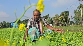 হঠাৎ বৃষ্টিতে সাশ্রয় কৃষকের