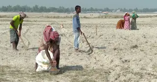 ভুট্টা চাষের জন্য বীজ পাচ্ছেন না বগুড়ার কৃষক