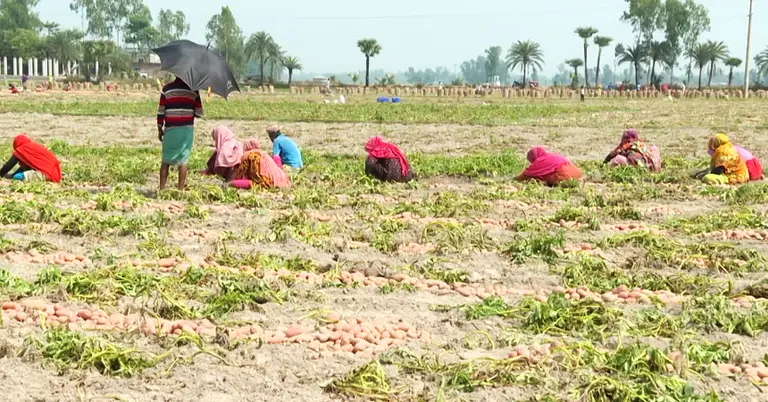 মাঠে কাজ করছেন কৃষকরা