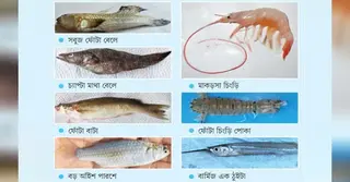 আন্তর্জাতিক জিন ব্যাংকে যুক্ত হচ্ছে সুন্দরবনের সাতটি জলজ প্রজাতির ডিএনএ সিকোয়েন্স