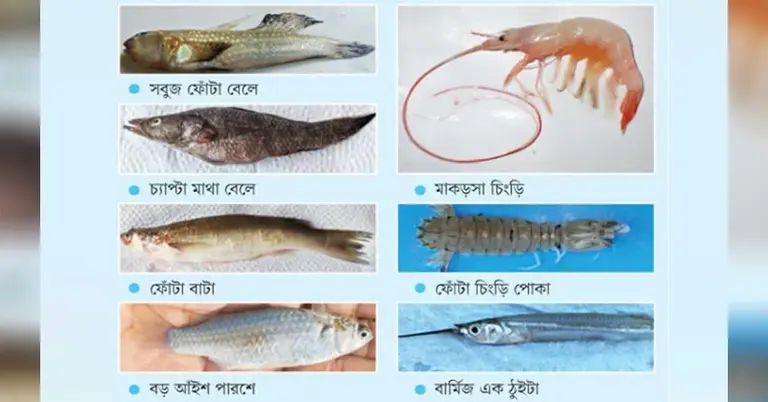 বিভিন্ন প্রকার মাছ