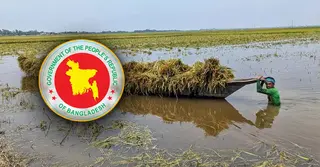 হাওরের ছয় জেলার ক্ষতিগ্রস্ত কৃষকদের ধান সংগ্রহ অভিযান শুরু ৩ মে