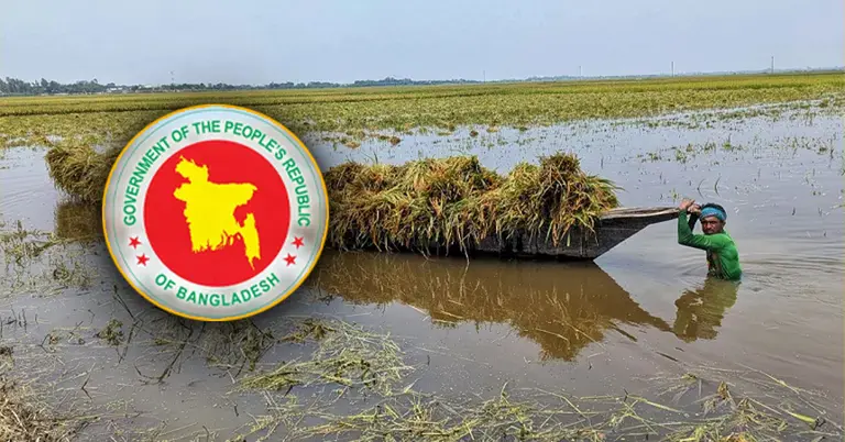 পানিতে ক্ষতিগ্রস্ত ফসল বাঁচানোর চেষ্টা কৃষকের