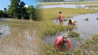 ফেনীতে বন্যায় তছনছ কৃষিখাত, ক্ষতি ৯শ’ কোটি টাকা