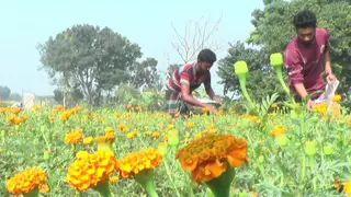 যশোরে নতুন বছর ঘিরে জমজমাট ফুলবাজার