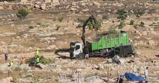 শুধু মানুষ নয়, দুই বছরে ফিলিস্তিনে লাখ লাখ জলপাই গাছ গুঁড়িয়ে দিয়েছে ইসরাঈল