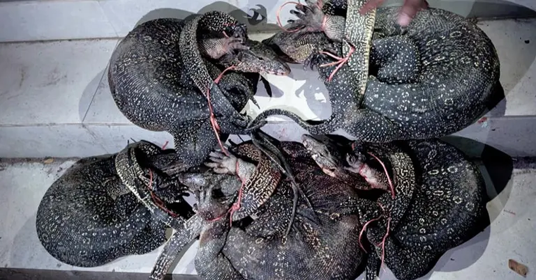 বন্যপ্রাণী গুঁইসাপ