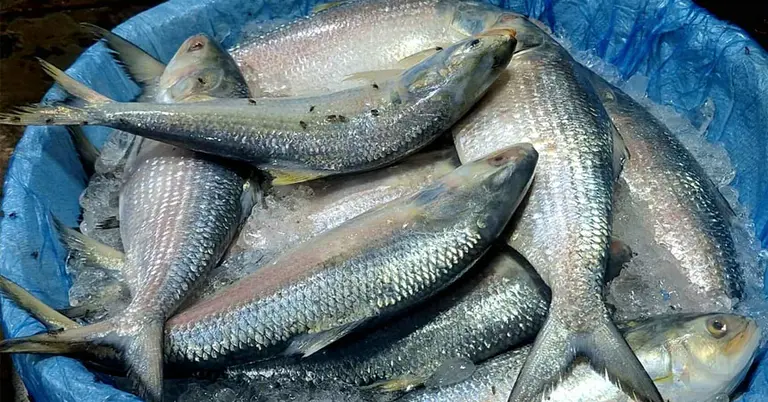 ইলিশ মাছ