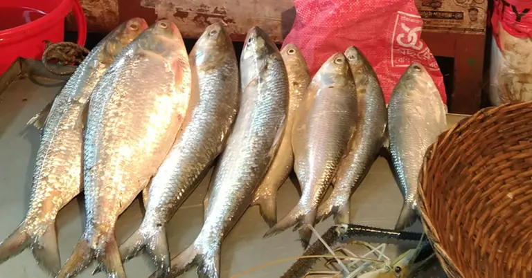 ইলিশ মাছ