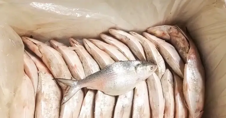 ভারত থেকে রপ্তানি হচ্ছে ডিমওয়ালা ইলিশ