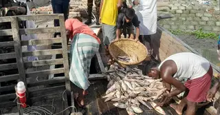 চাঁদপুরে সাড়ে ৩০০ কেজি পচা ইলিশ জব্দ, ব্যবসায়ীকে জরিমানা