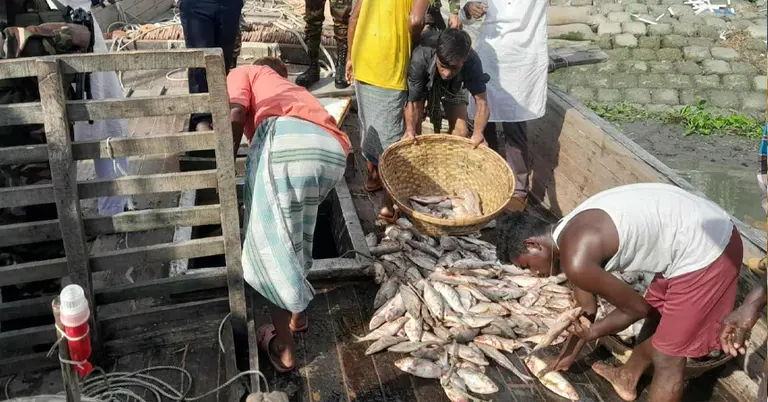 জব্দ করা ইলিশ মাছ